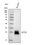 Anti-GILT/IFI30 Antibody Picoband®