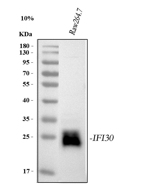 Anti-GILT/IFI30 Antibody Picoband®