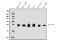 Anti-GILT/IFI30 Antibody Picoband®