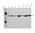 Anti-NKX6-1 Antibody Picoband®