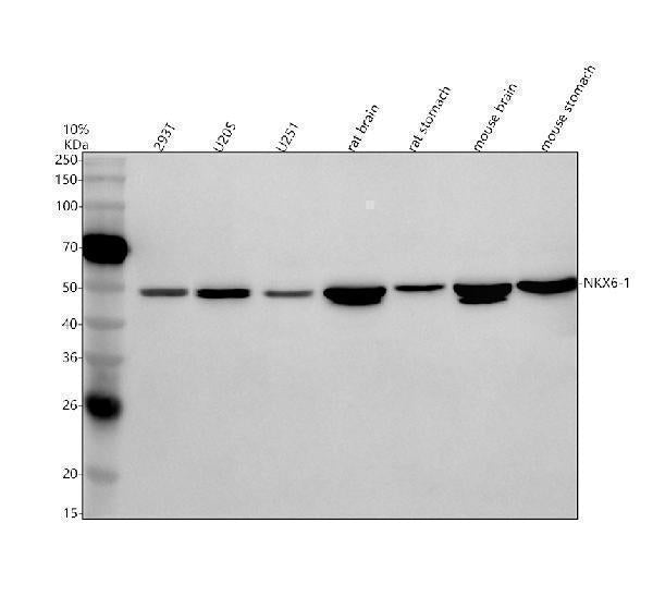 Anti-NKX6-1 Antibody Picoband®