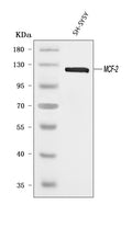 Anti-DBL Antibody Picoband®