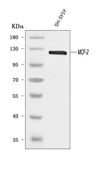 Anti-DBL Antibody Picoband®