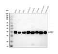 Anti-EB3/MAPRE3 Antibody Picoband®