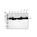 Anti-CLTA Antibody Picoband®