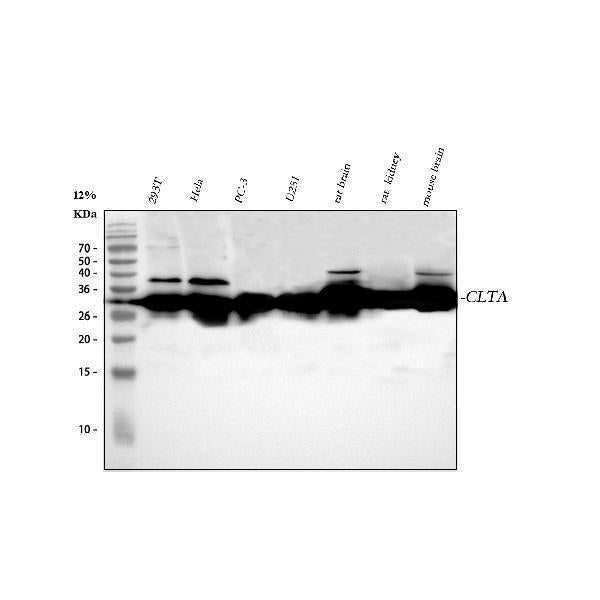 Anti-CLTA Antibody Picoband®