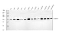 Anti-NDUFV2 Antibody Picoband®