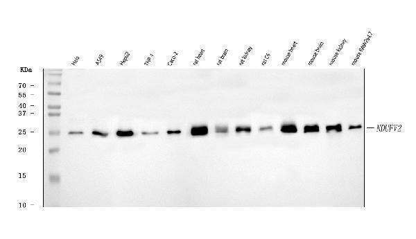 Anti-NDUFV2 Antibody Picoband®