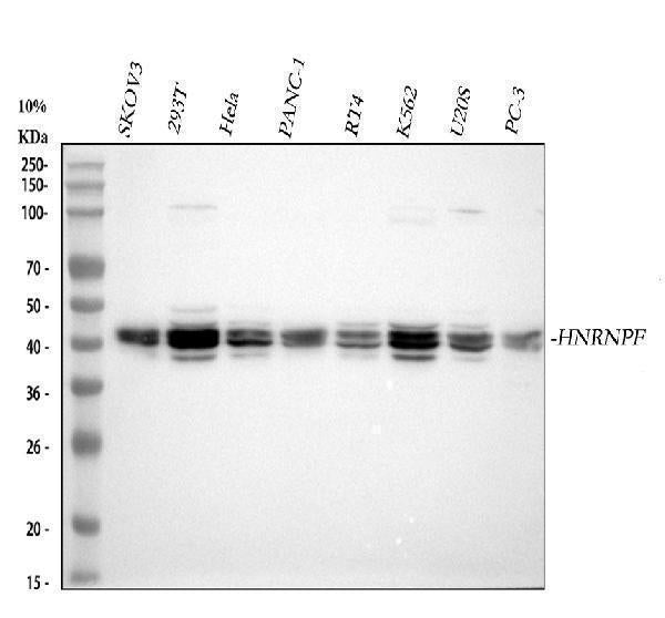 Anti-HnRNP F/HNRNPF Antibody Picoband®