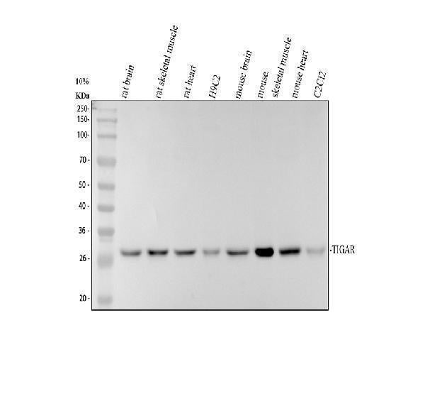 Anti-TIGAR Antibody Picoband®