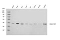 Anti-HSD17B7 Antibody Picoband®
