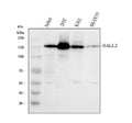 Anti-SALL2 Antibody Picoband®