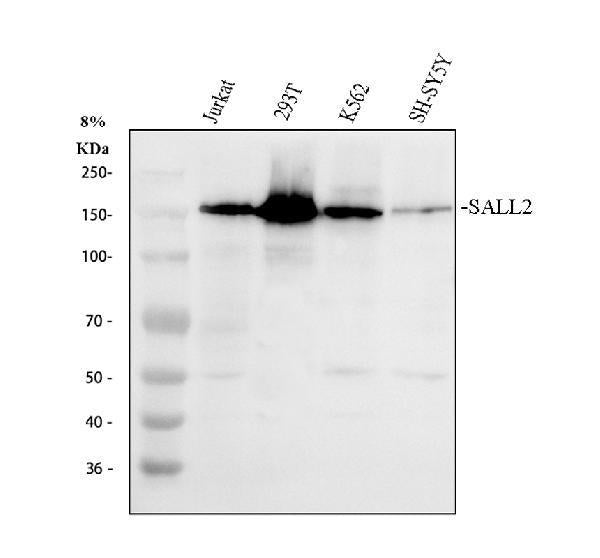 Anti-SALL2 Antibody Picoband®