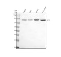 Anti-H6PD Antibody Picoband®