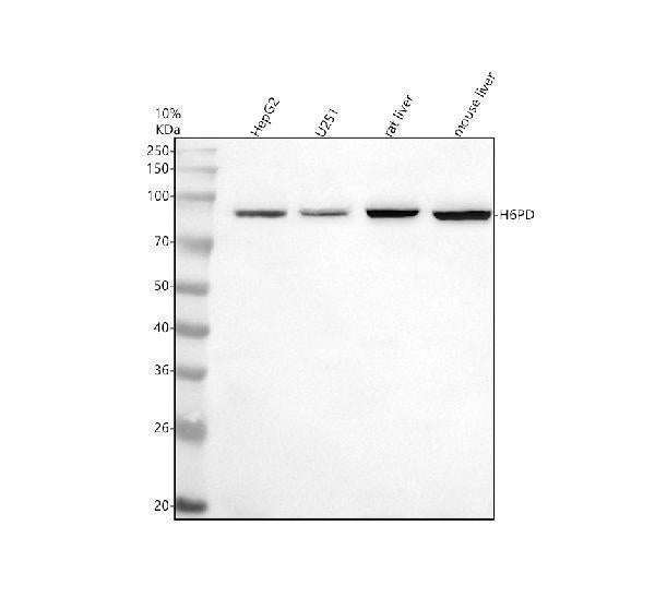 Anti-H6PD Antibody Picoband®