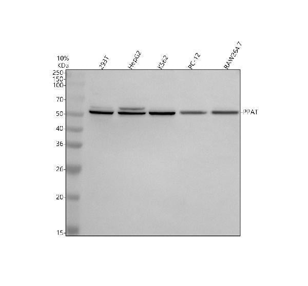 Anti-PPAT Antibody Picoband®