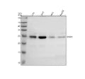 Anti-SRSF9 Antibody Picoband®