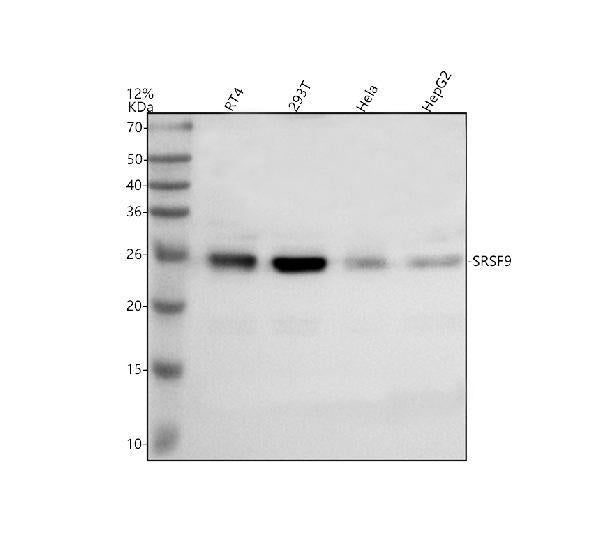 Anti-SRSF9 Antibody Picoband®