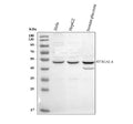 Anti-ST3GAL4 Antibody Picoband®