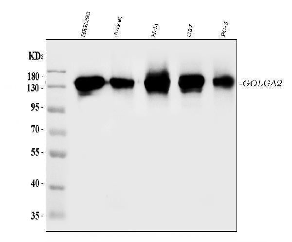 Anti-GM130/GOLGA2 Antibody Picoband®
