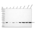 Anti-NDUFS3 Antibody Picoband®