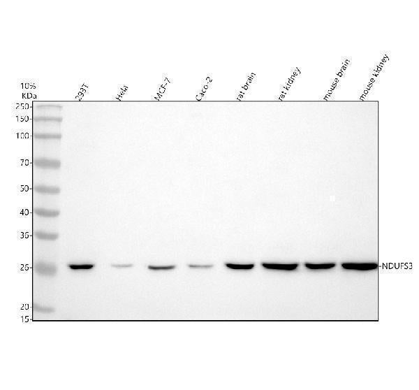 Anti-NDUFS3 Antibody Picoband®