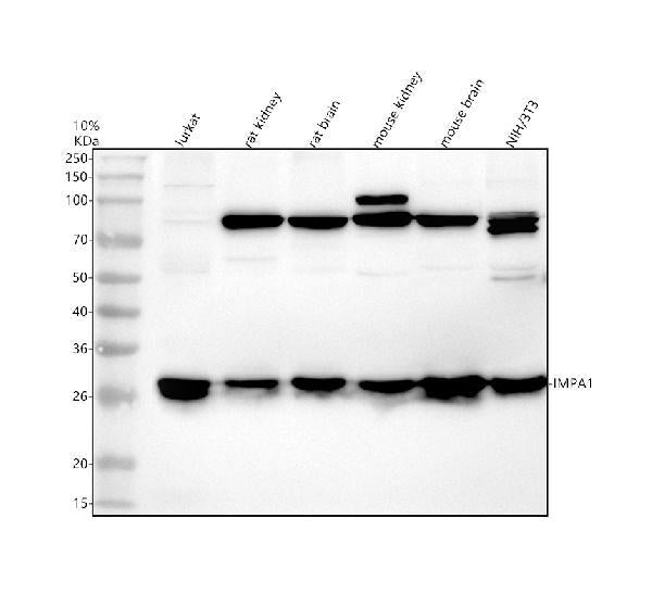 Anti-IMPA1 Antibody Picoband®