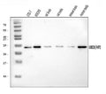 Anti-HIP2/LIG/UBE2K Antibody Picoband®