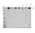 Anti-PRRC2A Antibody Picoband®