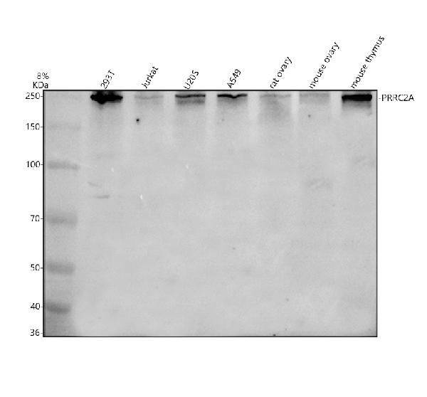 Anti-PRRC2A Antibody Picoband®