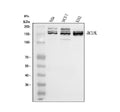 Anti-BCL9L Antibody Picoband®