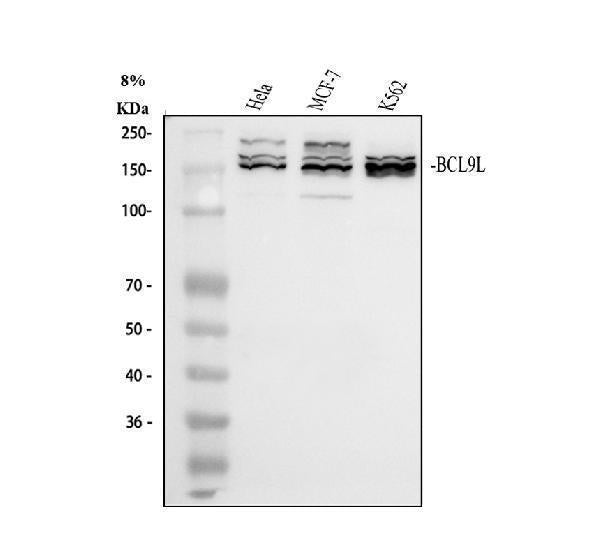 Anti-BCL9L Antibody Picoband®