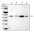 Anti-BCCIP Antibody Picoband®