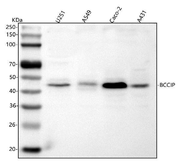 Anti-BCCIP Antibody Picoband®