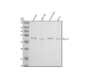 Anti-PGLYRP1 Antibody Picoband®