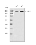 Anti-DOCK4 Antibody Picoband®