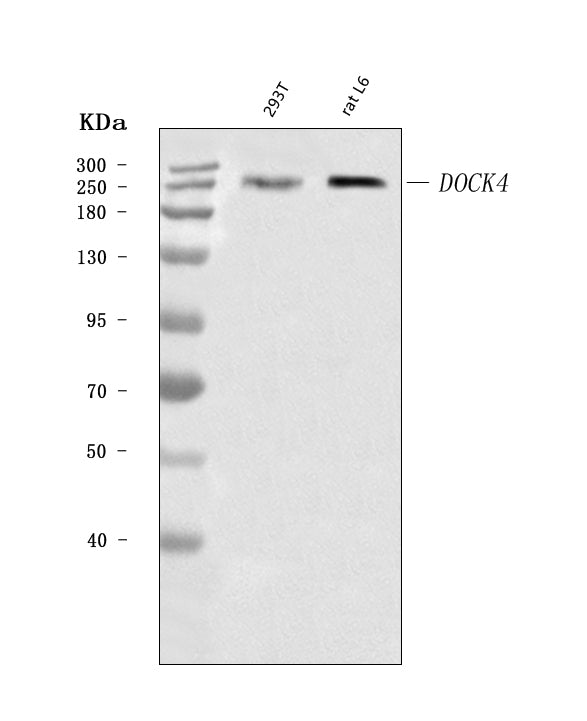 Anti-DOCK4 Antibody Picoband®