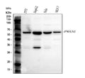 Anti-P4HA1 Antibody Picoband®