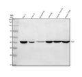 Anti-PELI1 Antibody Picoband®