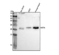 Anti-NRTN Antibody Picoband®