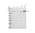 Anti-SLC26A5 Antibody Picoband®