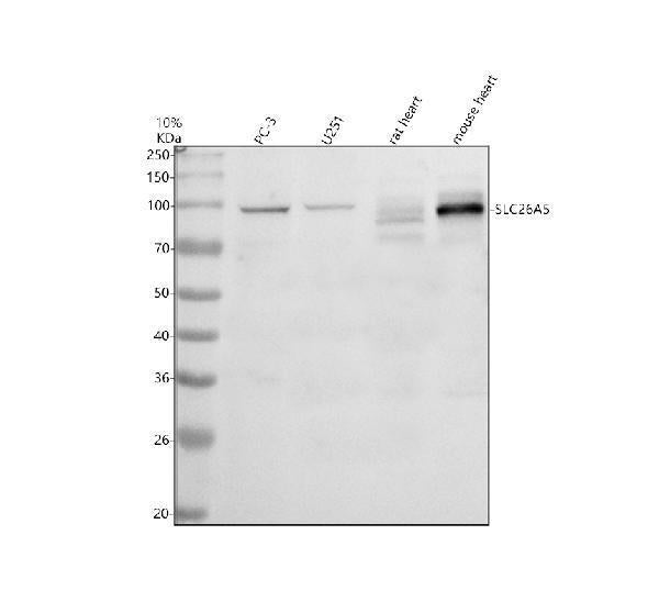 Anti-SLC26A5 Antibody Picoband®