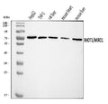 Anti-MIRO1/RHOT1 Antibody Picoband®
