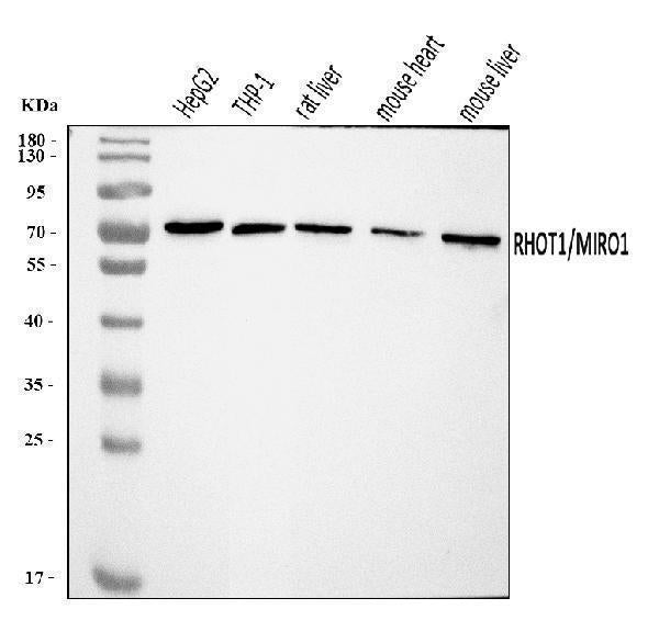 Anti-MIRO1/RHOT1 Antibody Picoband®