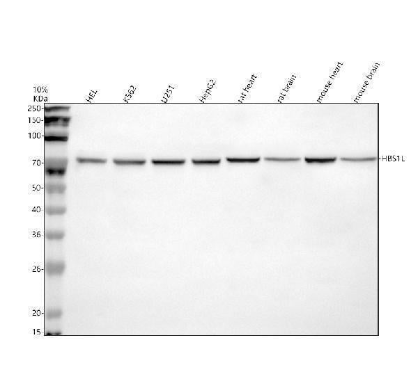 Anti-HBS1L Antibody Picoband®