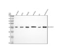 Anti-NEUROG1 Antibody Picoband®