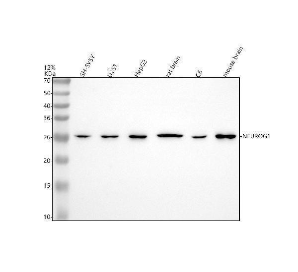 Anti-NEUROG1 Antibody Picoband®
