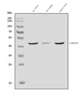 Anti-SERINC3 Antibody Picoband®