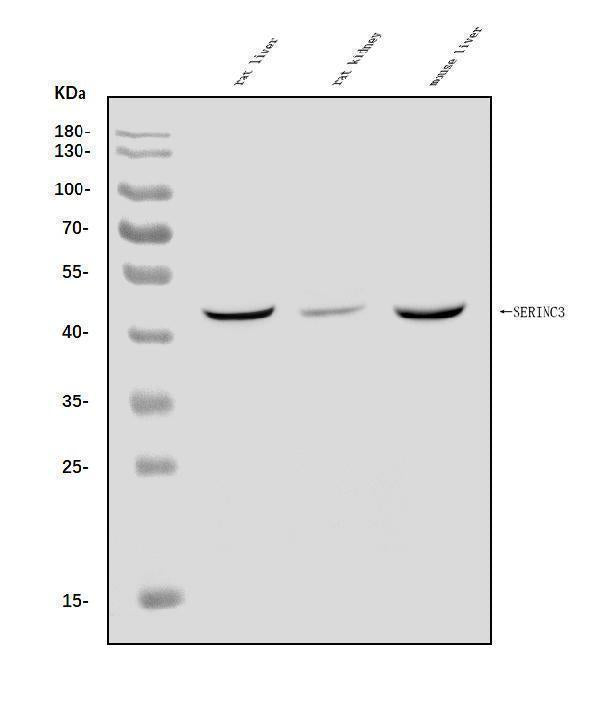 Anti-SERINC3 Antibody Picoband®