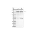 Anti-MTMR3 Antibody Picoband®